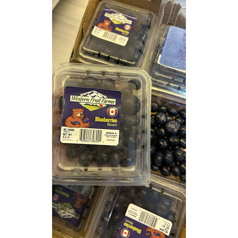 Blueberry Impor Fresh Premium | Blueberry Import