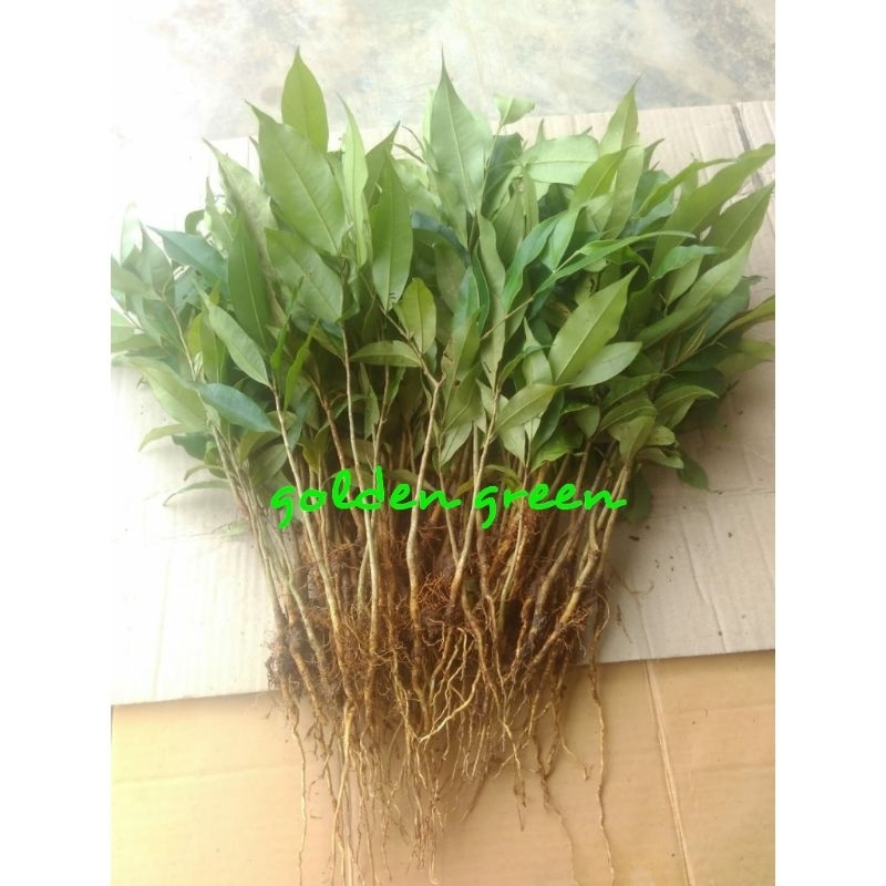 Paket 600 Batang Bibit Gaharu Cabutan