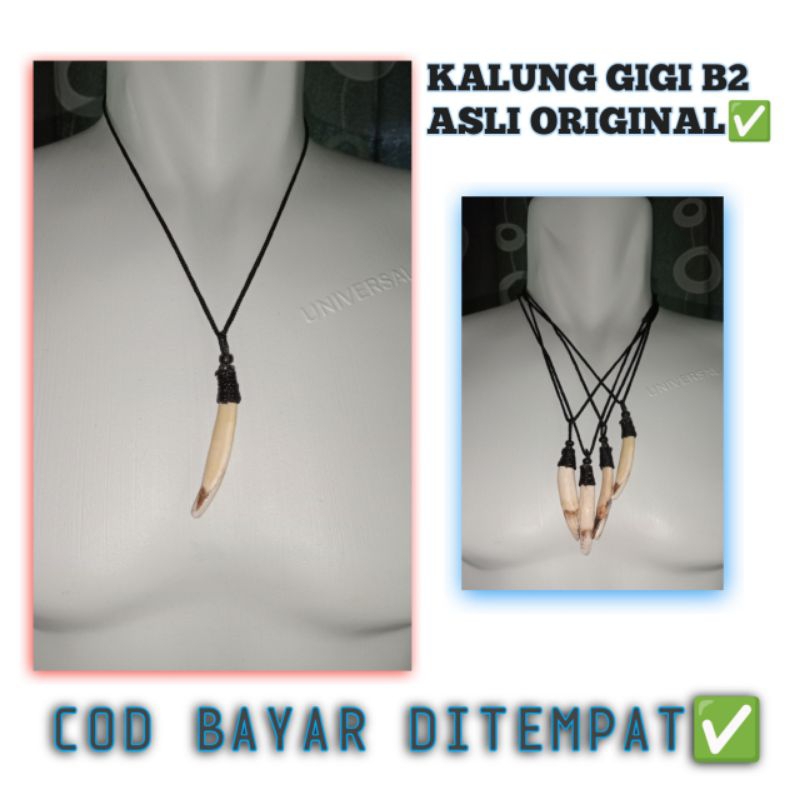 kalung taring gigi asli