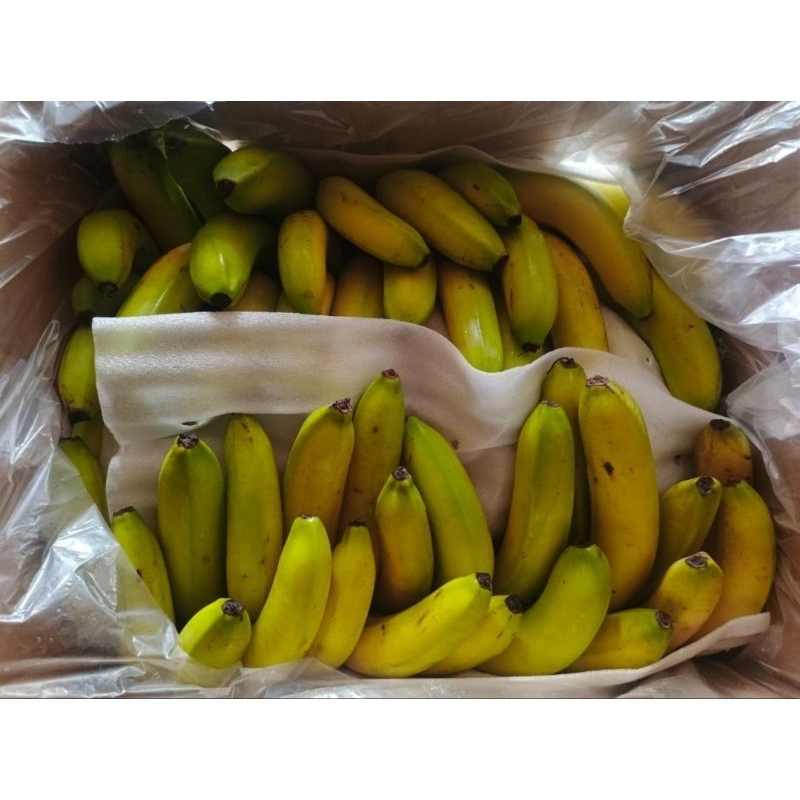 

Pisang Cavendish Sunpride 1 Dus