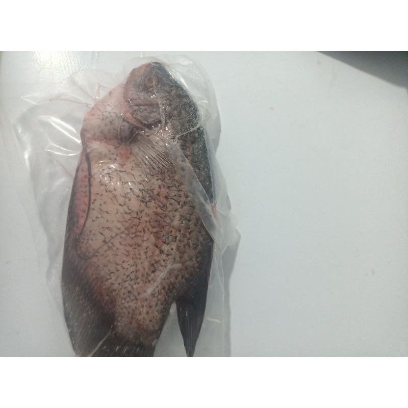 

ikan gurame segar/Frozen 500gram /1pcs