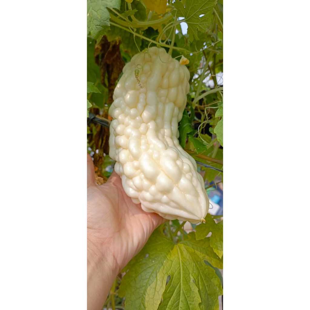 bibit benih pare putih hibrid F1 IMPOR hasil kebun sendiri harga PAKET 3 biji benih