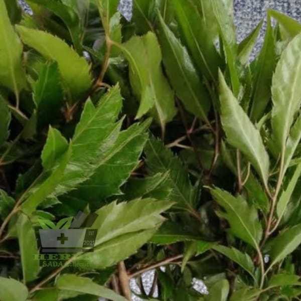 

Daun Cakra Cikri Segar 300 gram Polyscias Filicifolia fresh