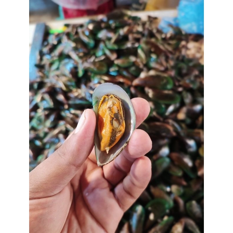 

kerang hijau fresh