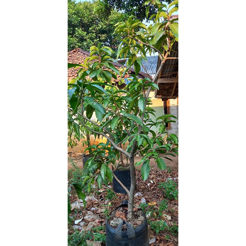 bibit jambu jamaika cangkok susu jumbo siap berbuah