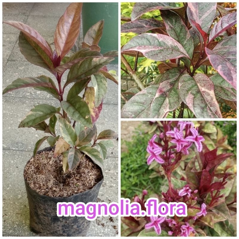 Pseuderanthemum atropurpureum tricolor/ melati jepang varigata merah variegata / bibit tanaman hias 