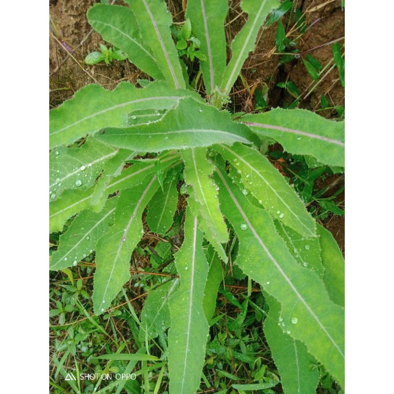 

daun tempuyung segar 500 grm