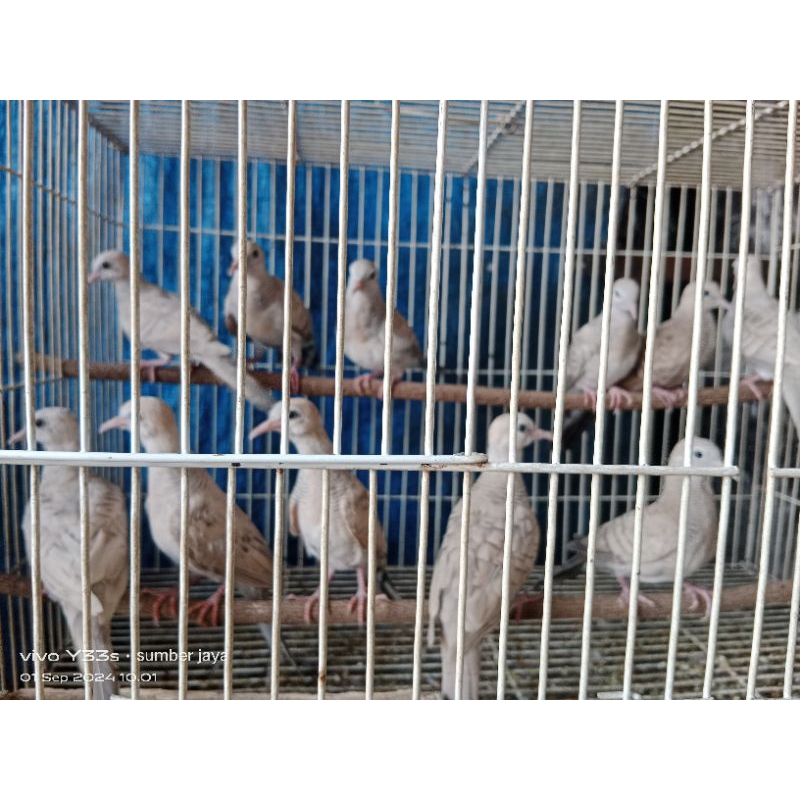 perkutut silver