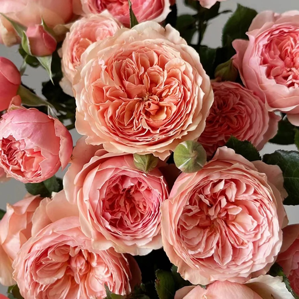 Tanaman Mawar Hidup Masora - Mawar Import - Mawar Jepang