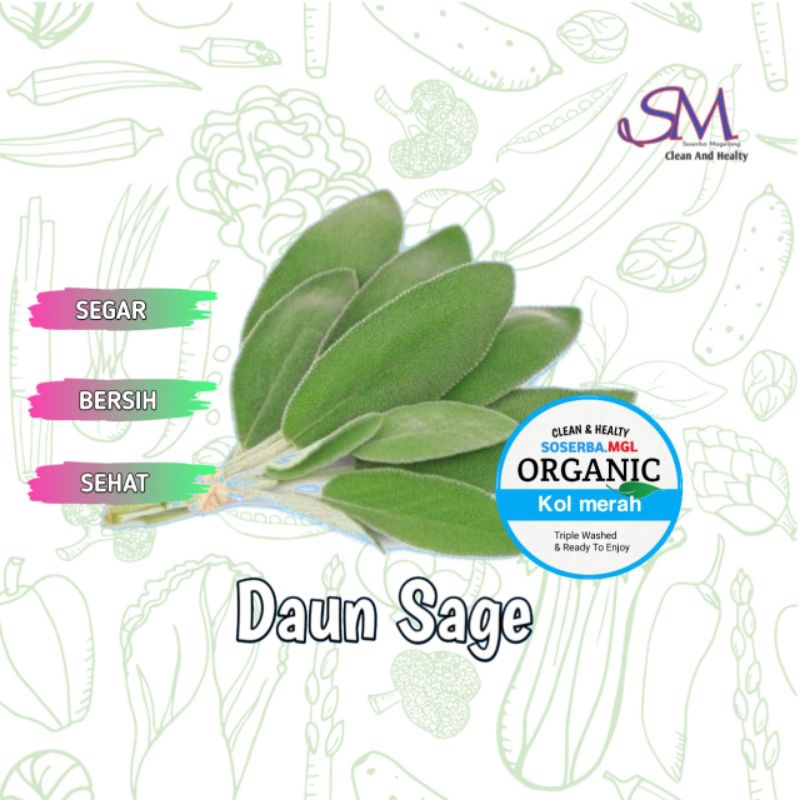 

Daun Sage fresh