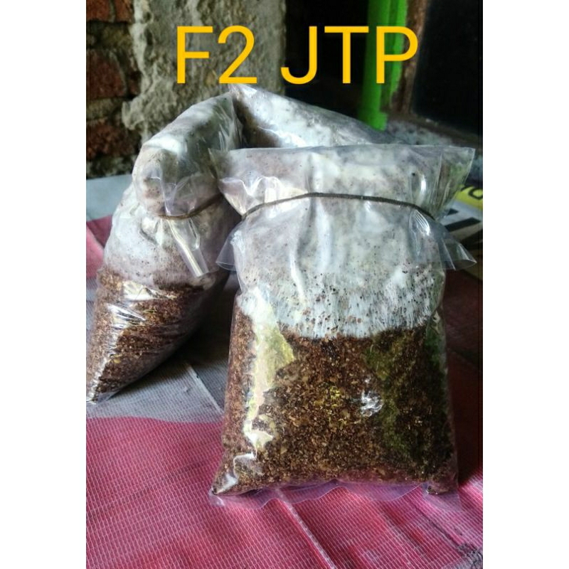 Bibit F2 jamur tiram Putih 200g , Media Jagung + Serbuk