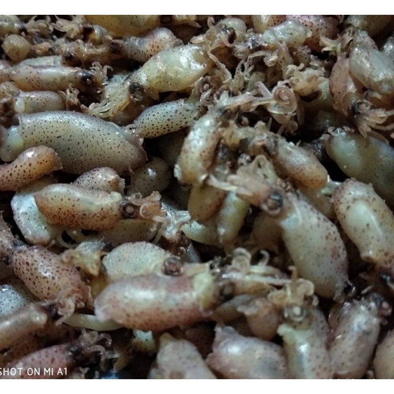 

baby cumi super size 2-3cm/500gr