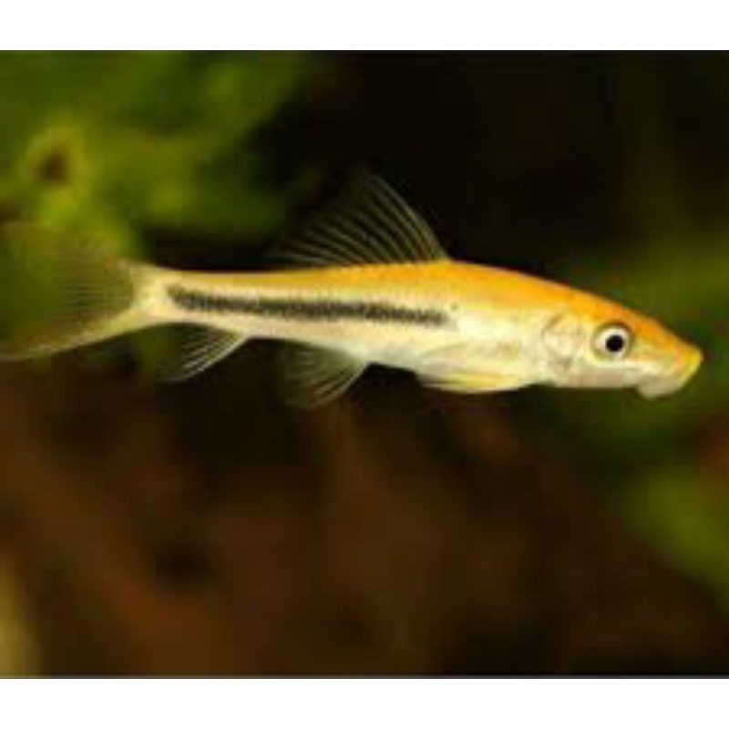 chenese algae Eater/hiasan aquascape
