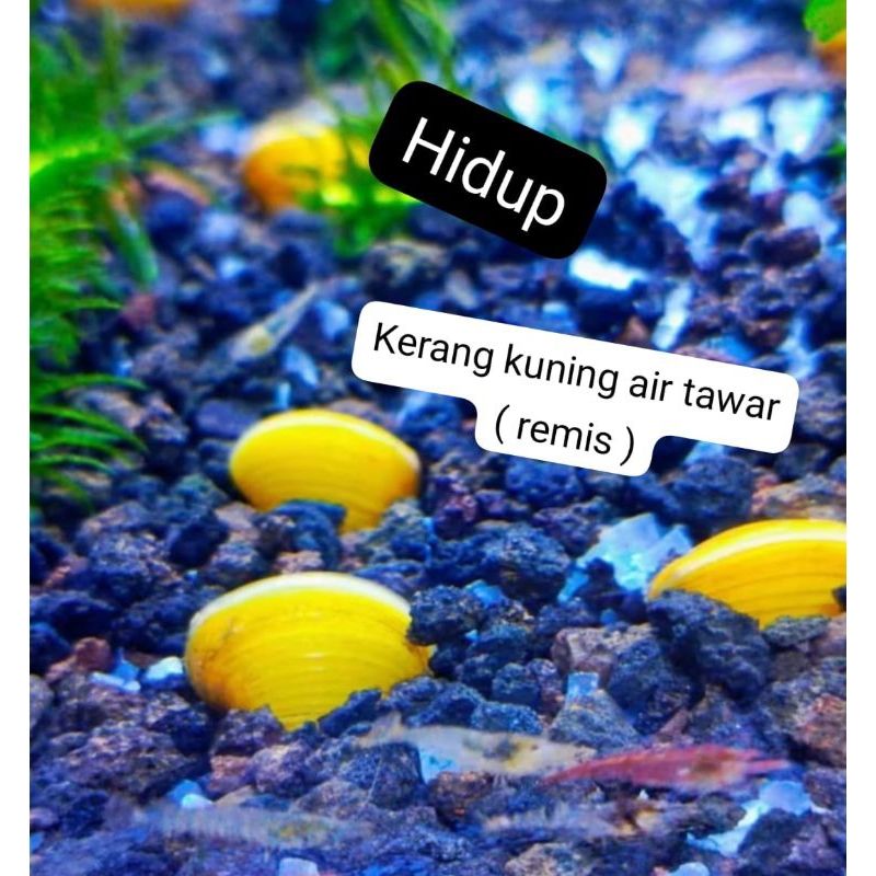 Remis kerang kuning 10 biji / hidup / air tawar