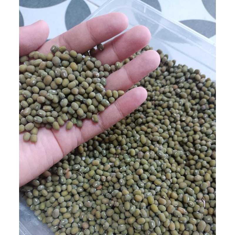 

Kacang Hijau Empuk untuk kolak atau bubur kacang Hijau