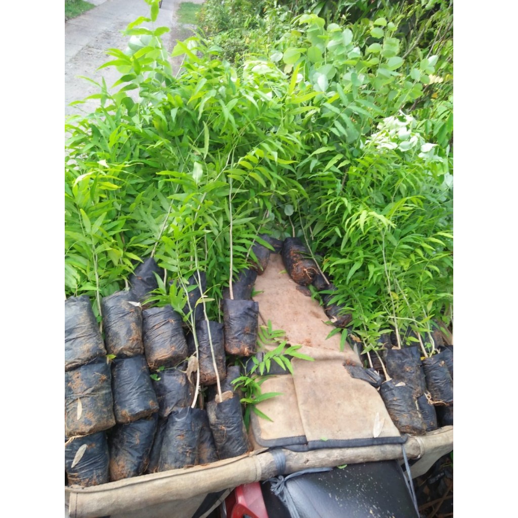 Bibit Tanaman Lerak - Bahan Deterjen Alami - Kualitas Unggul