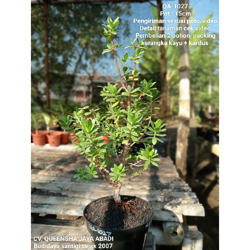 QA-1027, BAHAN BONSAI SANTIGI MAWAR SUPER SEMAI BIJI