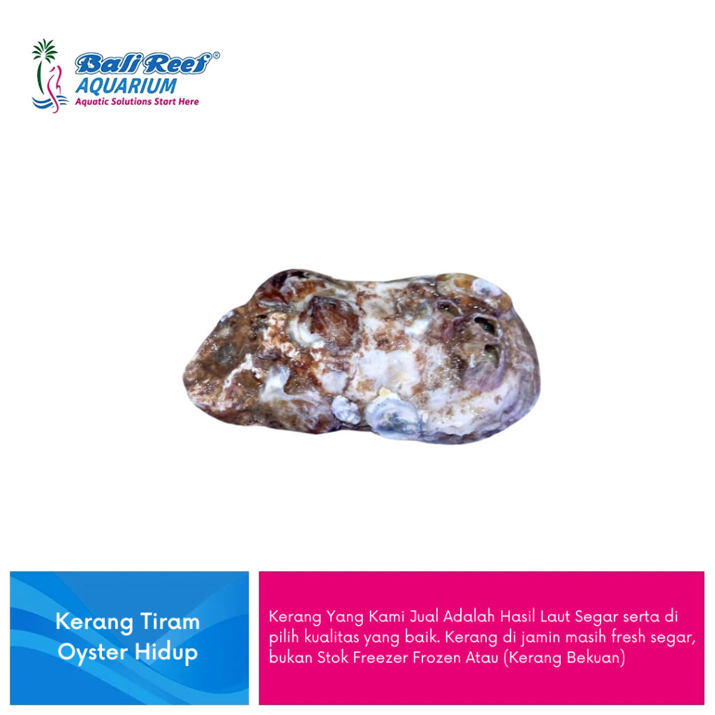 

Kerang Tiram Oyster Hidup Segar