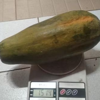 

Buah pepaya bangkok thailand / pepaya taiwan fresh