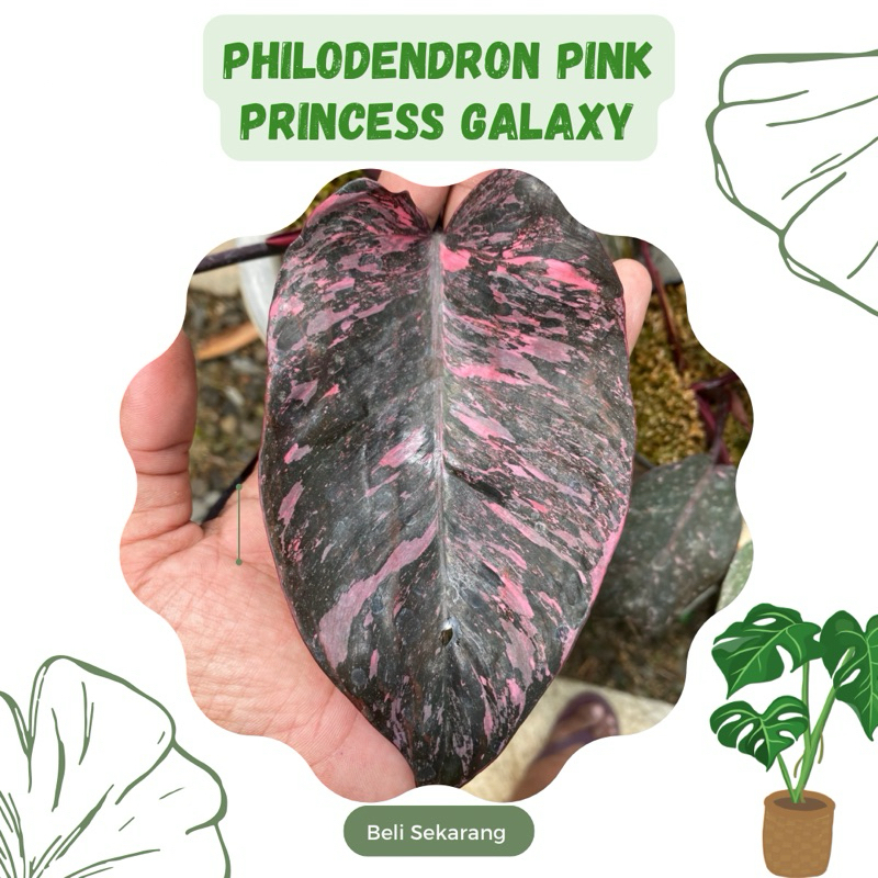 Philodendron Pink Princess Galaxy