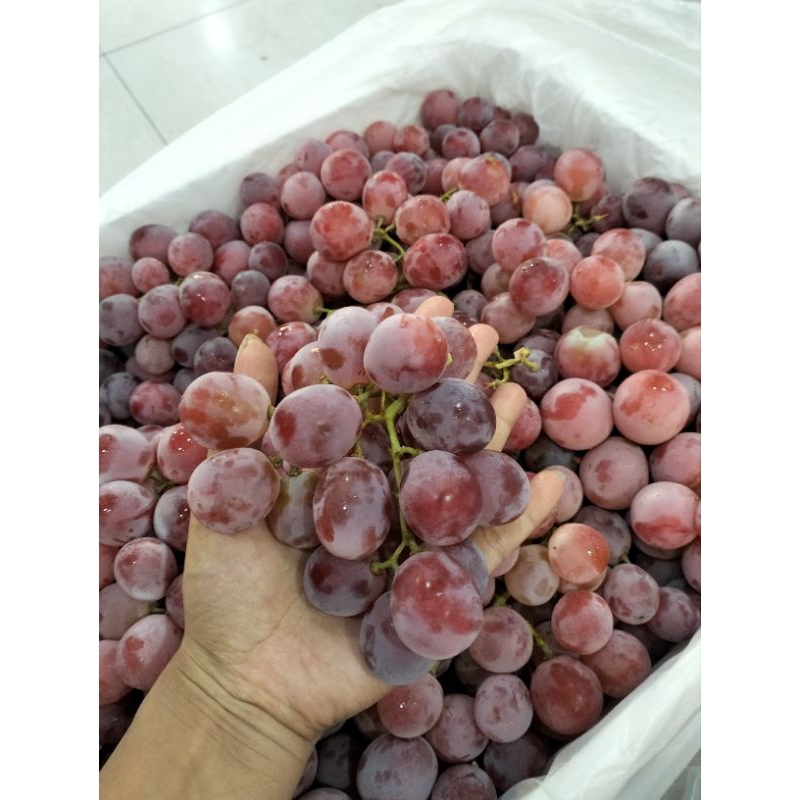 

ANGGUR RED GLOBE USA - SERBA BUAH