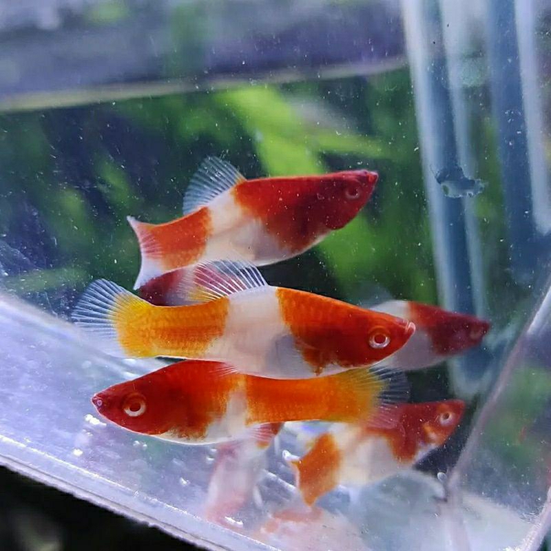 promo hemat 20pcs kohaku plati / platy kohaku