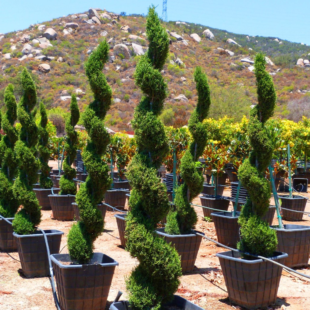 Tanaman hias Cemara lilin silver kerucut Tinggi. 50 cm