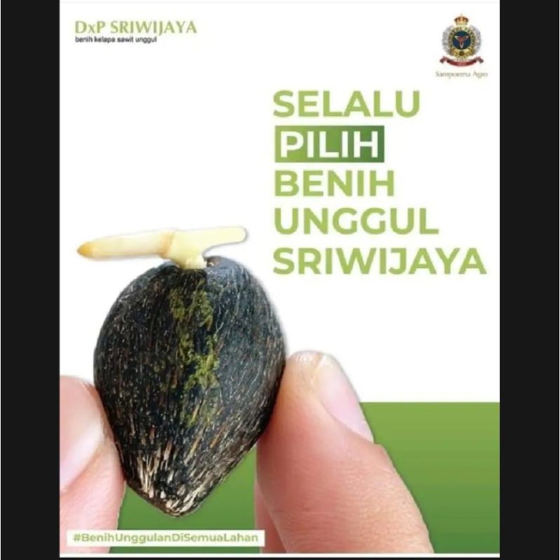 100 butir benih bibit polong sawit DXP SRIWIJAYA 5 ASLI SERTIFIKAT