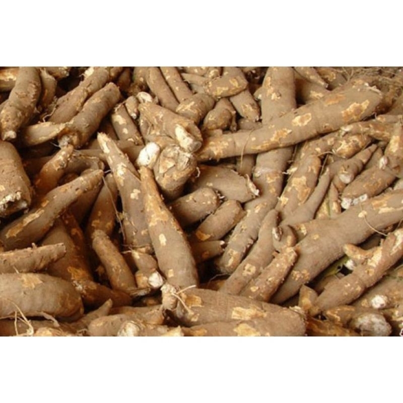 

ubi kayu 1kg