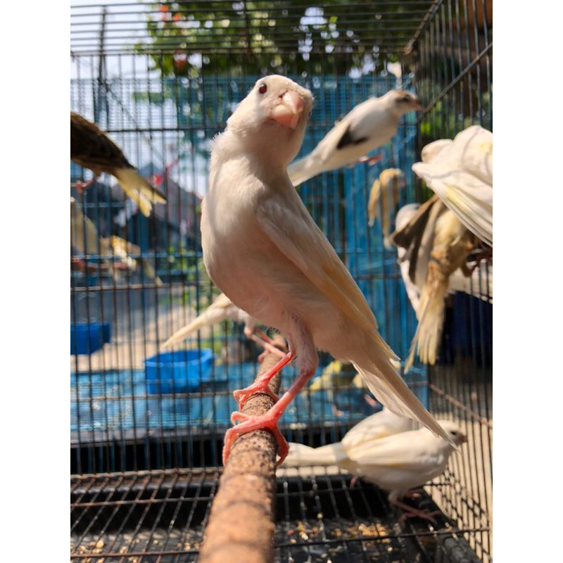 KENARI BAHAN ANAKAN JANTAN GARANSI KENARI PAUD LOPER WARNA PUTIH BANDUNG