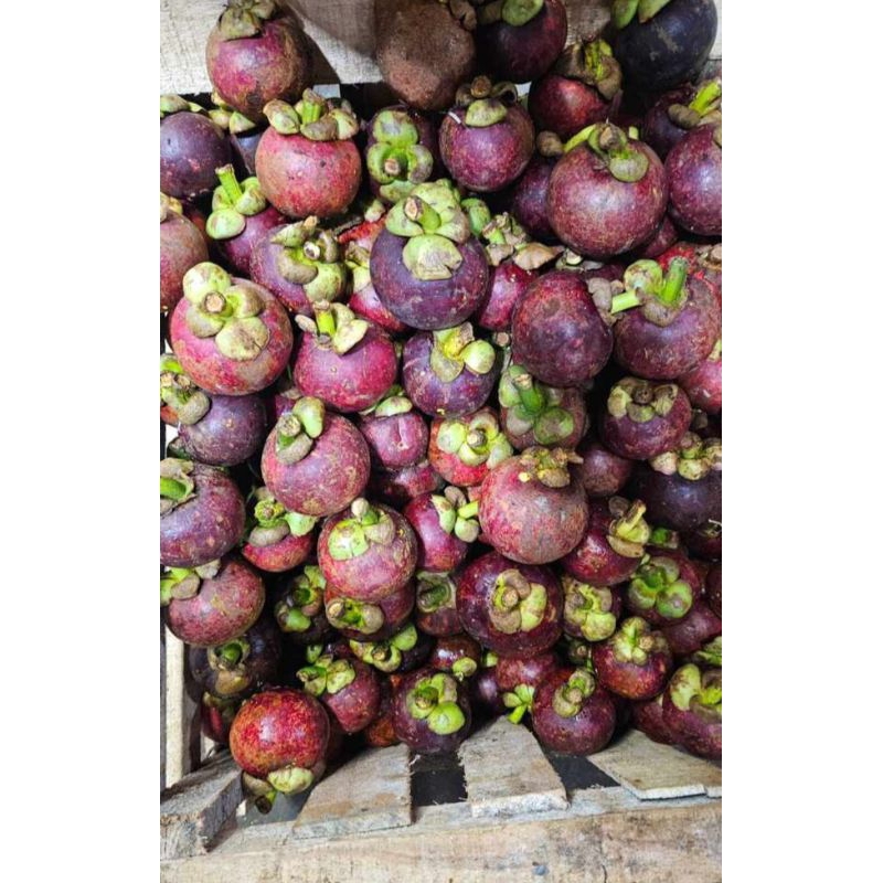 

MANGGIS SUPER CANTIK FRESH 1KG