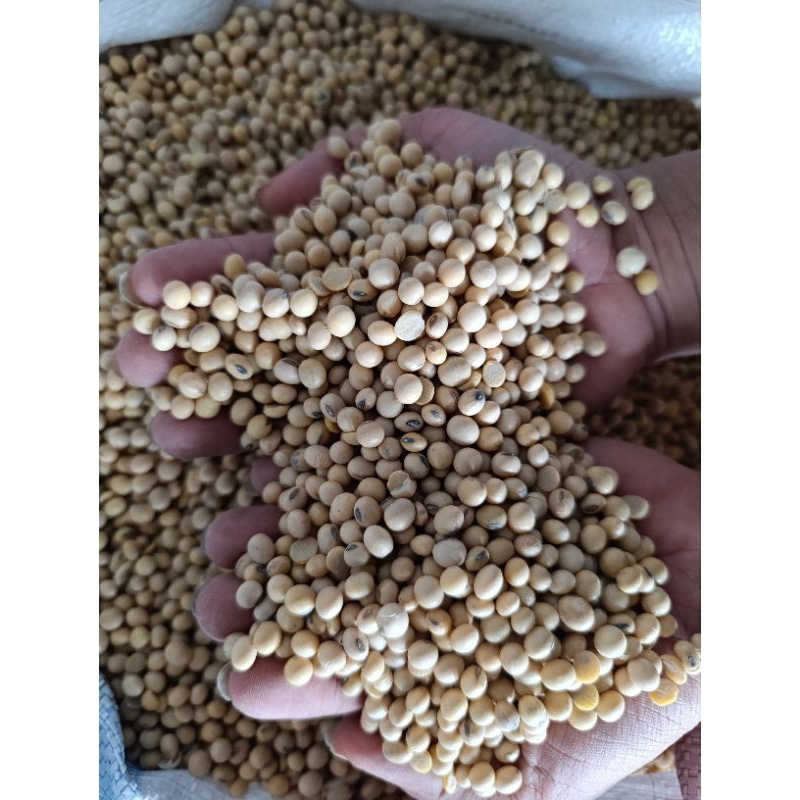

(COD) KACANG KEDELE IMPORT KUALITAS TERBAIK 1KG