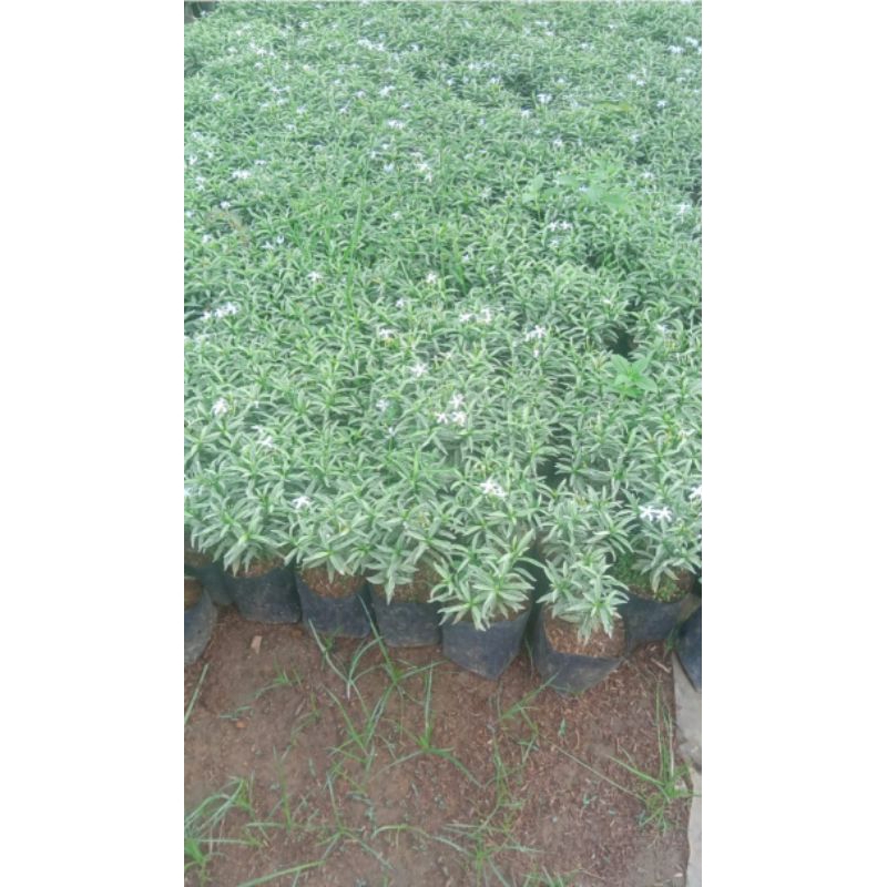 melati mini silver atau rombusa mini silver