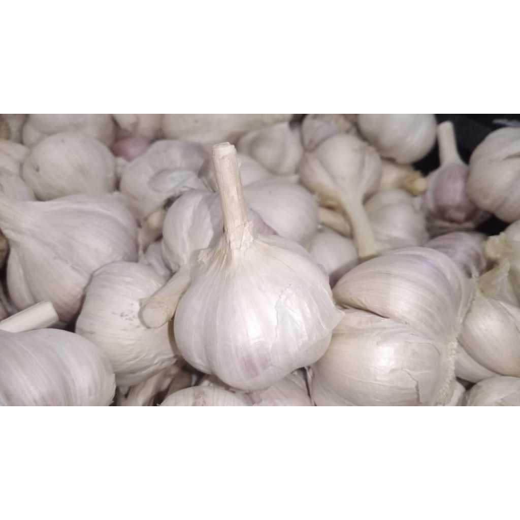 

Bawang Kating kualitas super