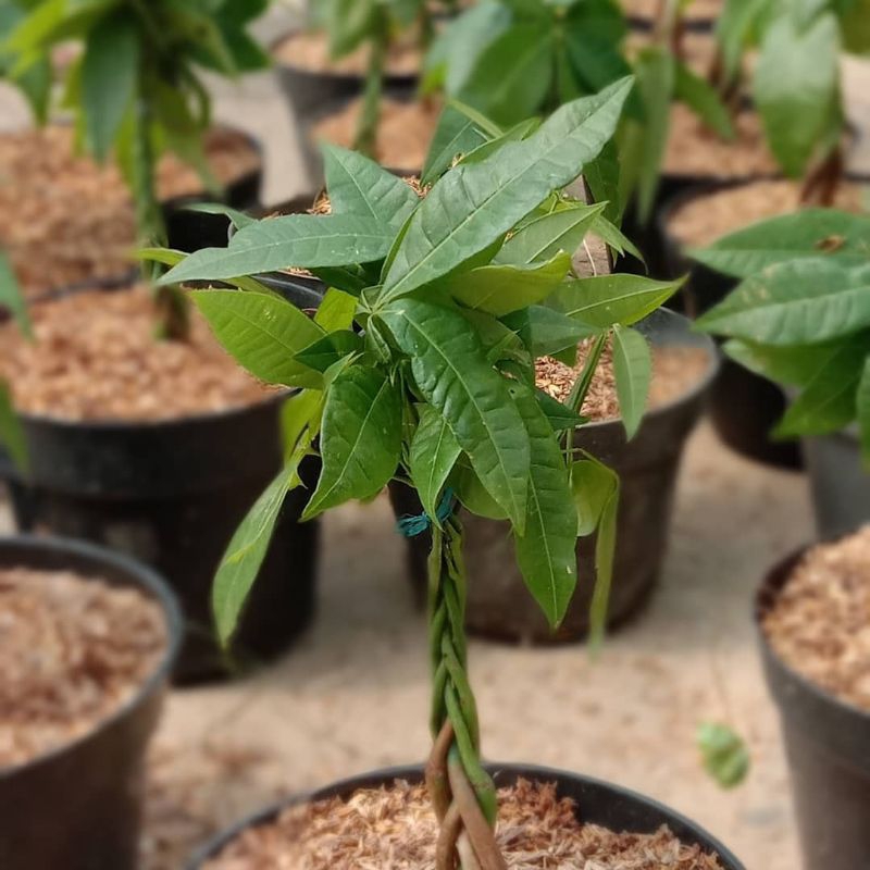 Tanaman pachira kepang 5/pohon uang