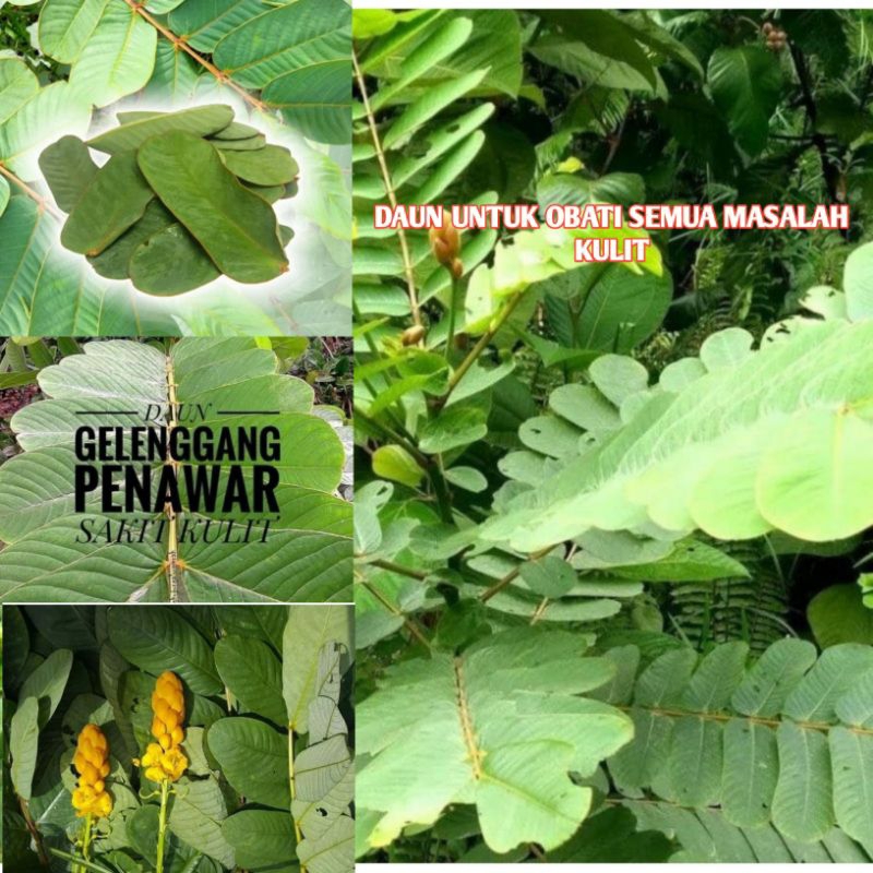 

DAUN KETEPENG 500 gram/DAUN GELINGGANG/DAUN PEREDA PENYAKIT KULIT