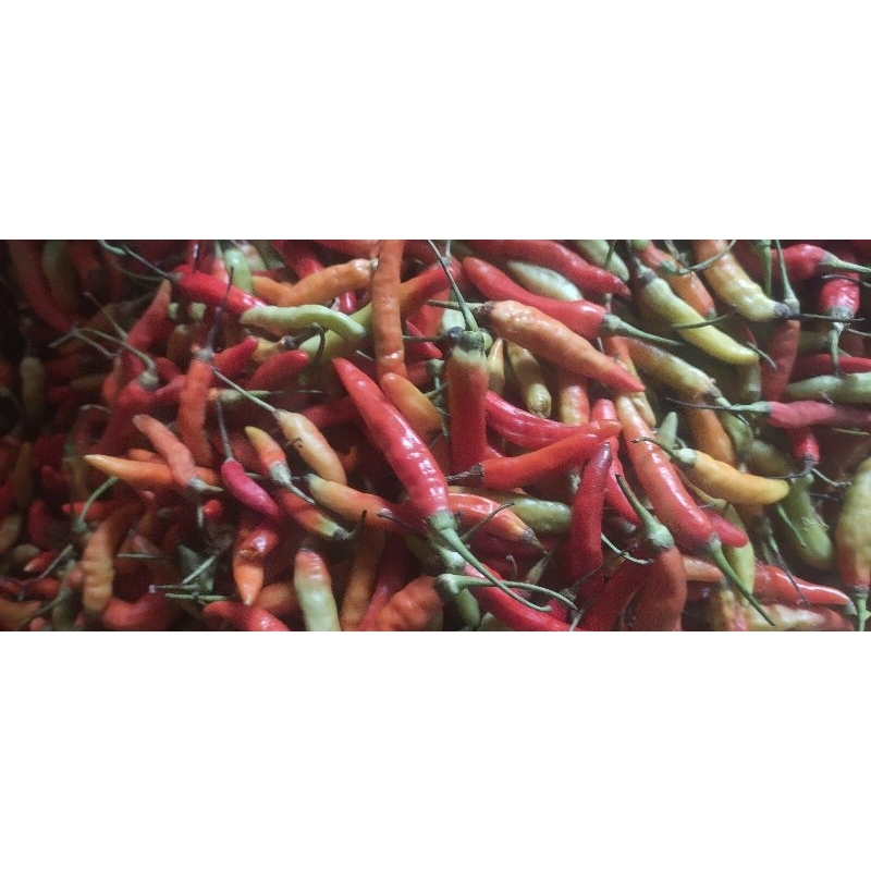 

Cengek Domba (Rawit Merah)