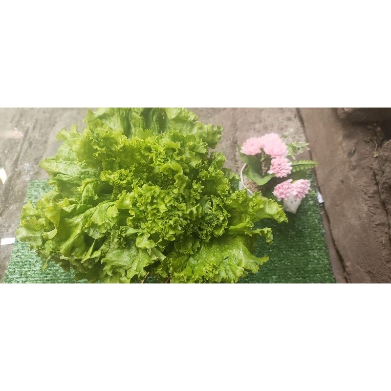 

seladah bokor segar bandung