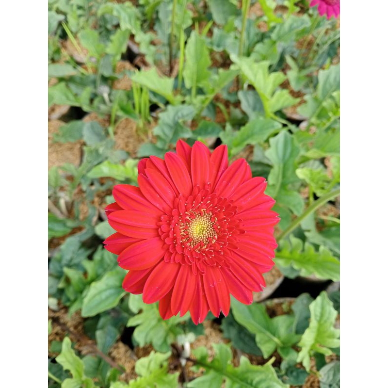 Tanaman hias Gerbera hebras