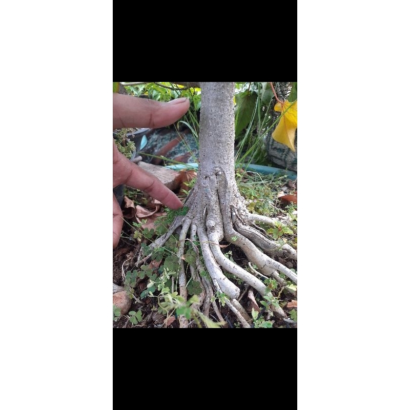 Bonsai Waru wayang prokar