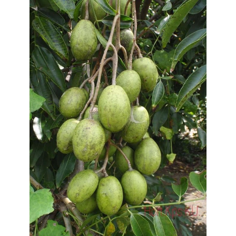 

KEDONDONG | KEDONGDONG | KEDONDONG RUJAK