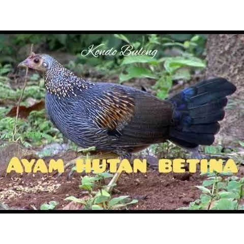 TELUR AYAM HIAS HUTAN BEKISAR betina&jantan UNTUK DI TETASKAN