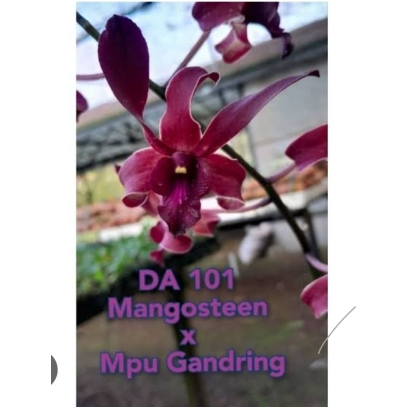Manggosten x Mpu Gandring Anggrek Dendrobium