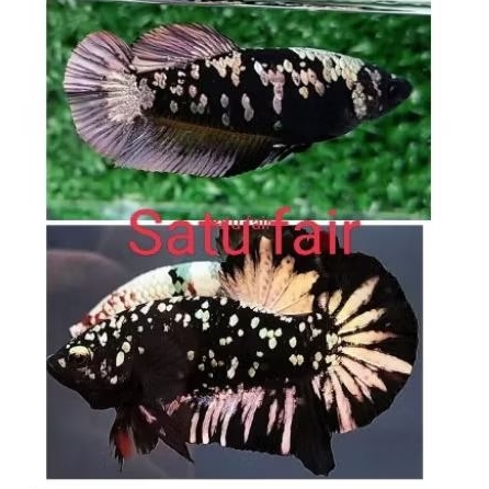 Avatar Cooper gold Top grade satu fair