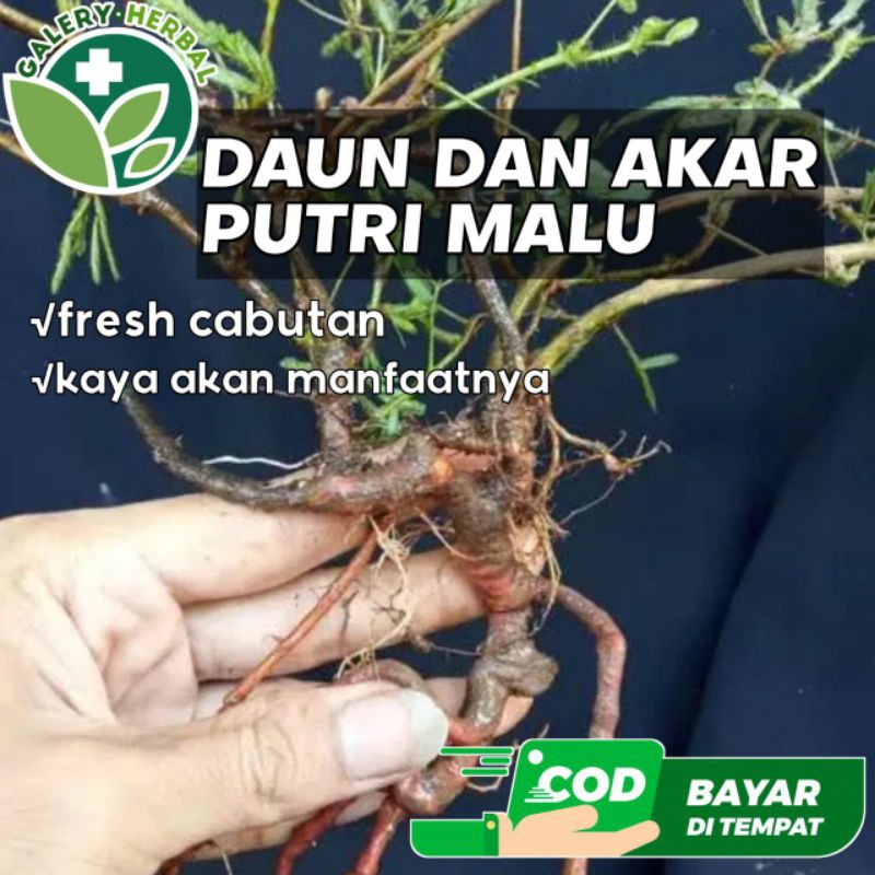 Daun Dan Akar Putri Malu Segar 500gr ( tanpa tanah ) Tanaman Putri Malu