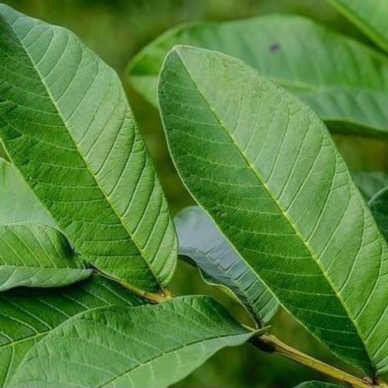 

DAUN JAMBU BIJI FRES SEGAR DI PETIK SAAT ORDER 30 LEMBAR RP2000