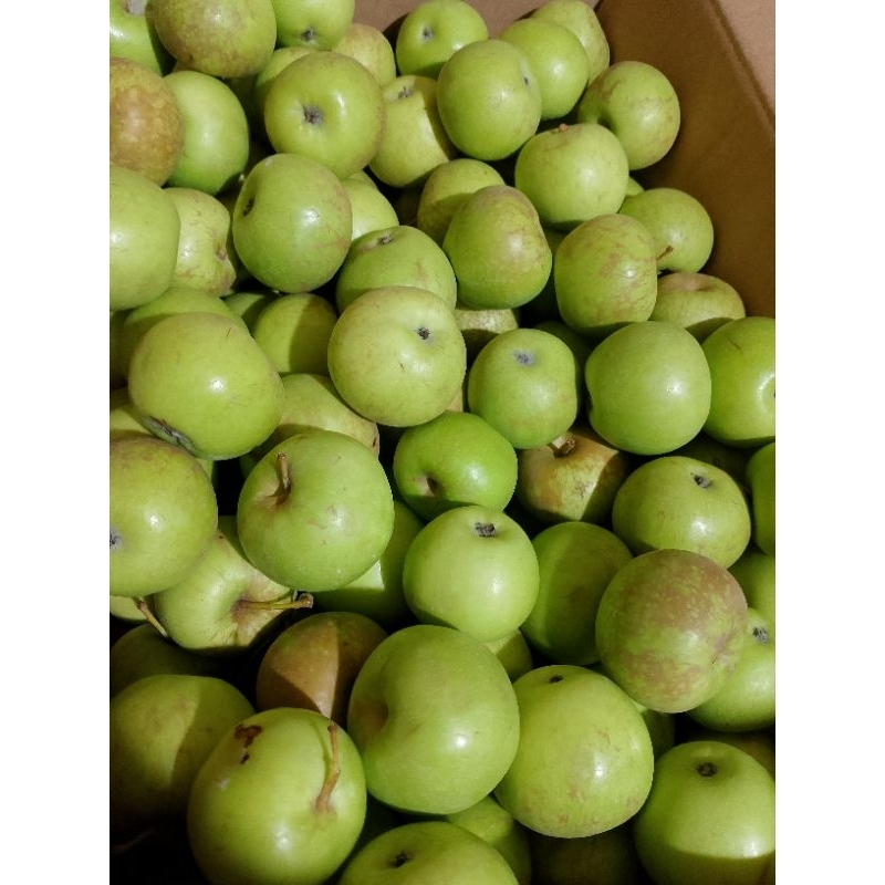 

APEL HIJAU MALANG 1KG PETIK POHON GREEN APPLE