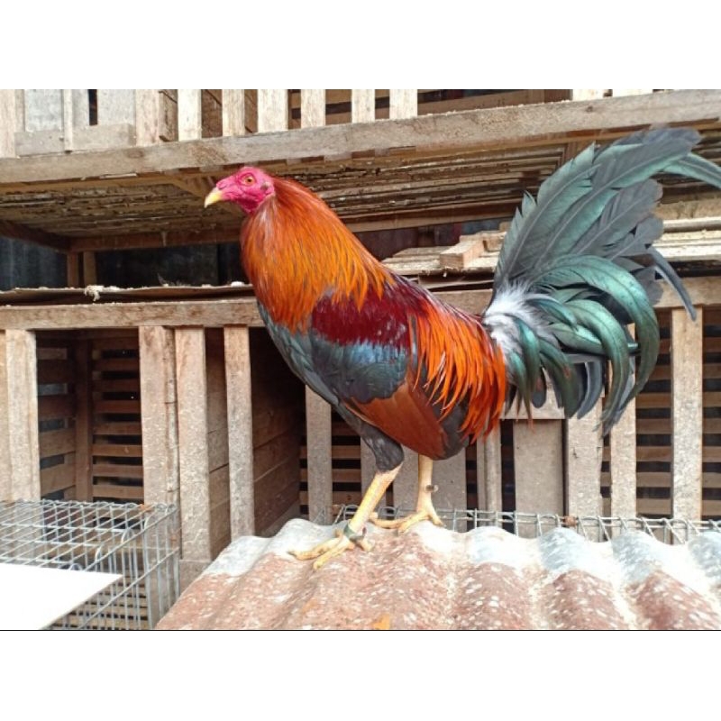 

PROMO!! TELUR AYAM Filipina Boston Sweater UNTUK DI TETASKAN