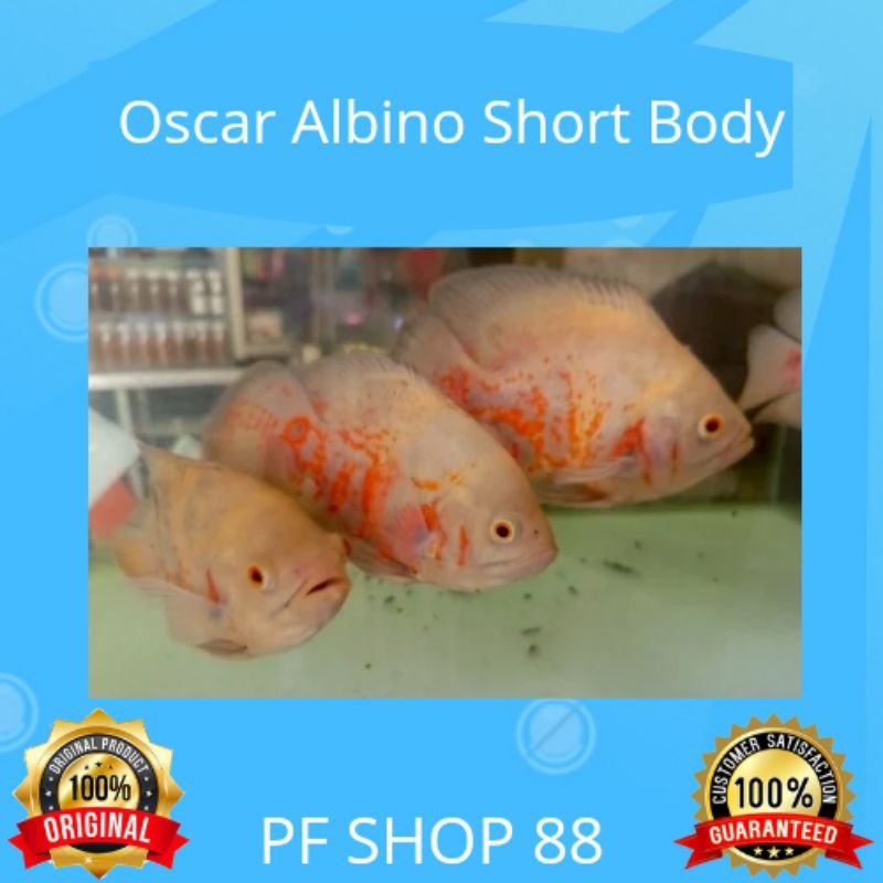 Ikan Hias Oscar Albino Short Body Top Grade