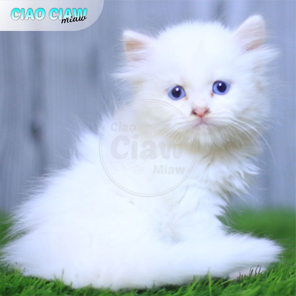 Kucing Kitten Persia Mata Biru White Solid Bulu Kapas Putih Bersih